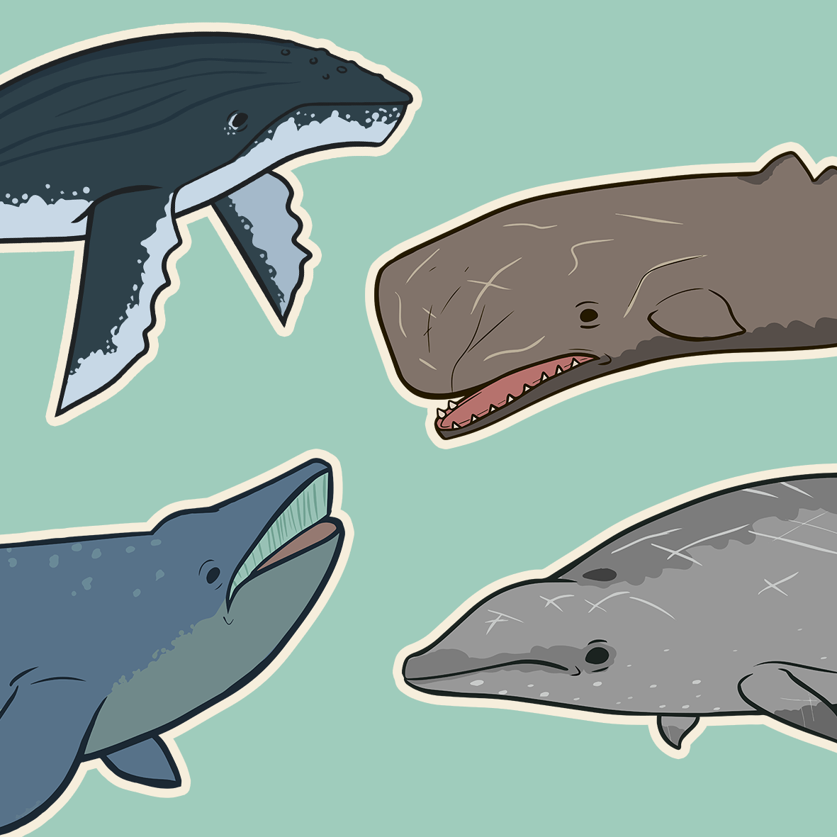 Cetaceans of the British Isles - Taxonomic Icon Pack for Academic Presentations