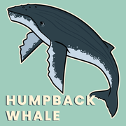 Cetaceans of the British Isles - Taxonomic Icon Pack for Academic Presentations