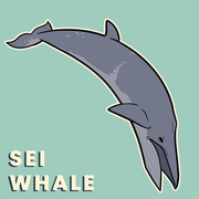 Cetaceans of the British Isles - Taxonomic Icon Pack for Academic Presentations