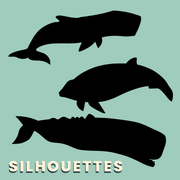 Cetaceans of the British Isles - Taxonomic Icon Pack for Academic Presentations