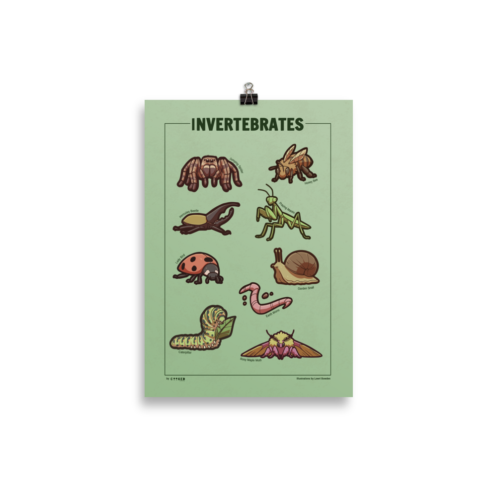 Adorable Invertebrates - 9 Invertebrate Illustrations - Original Illustrated Poster