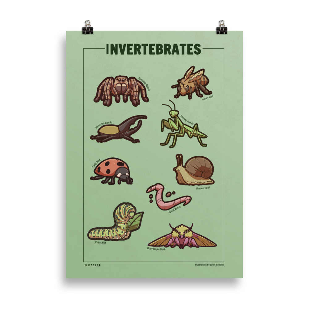 Adorable Invertebrates - 9 Invertebrate Illustrations - Original Illustrated Poster