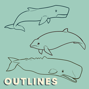 Cetaceans of the British Isles - Taxonomic Icon Pack for Academic Presentations